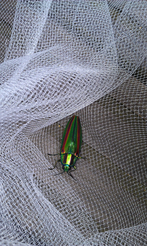 «ö¦¹¦b·sµøµ¡ÂsÄý¹Ï¤ù