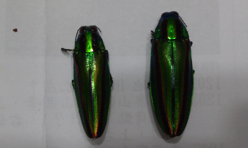 «ö¦¹¦b·sµøµ¡ÂsÄý¹Ï¤ù