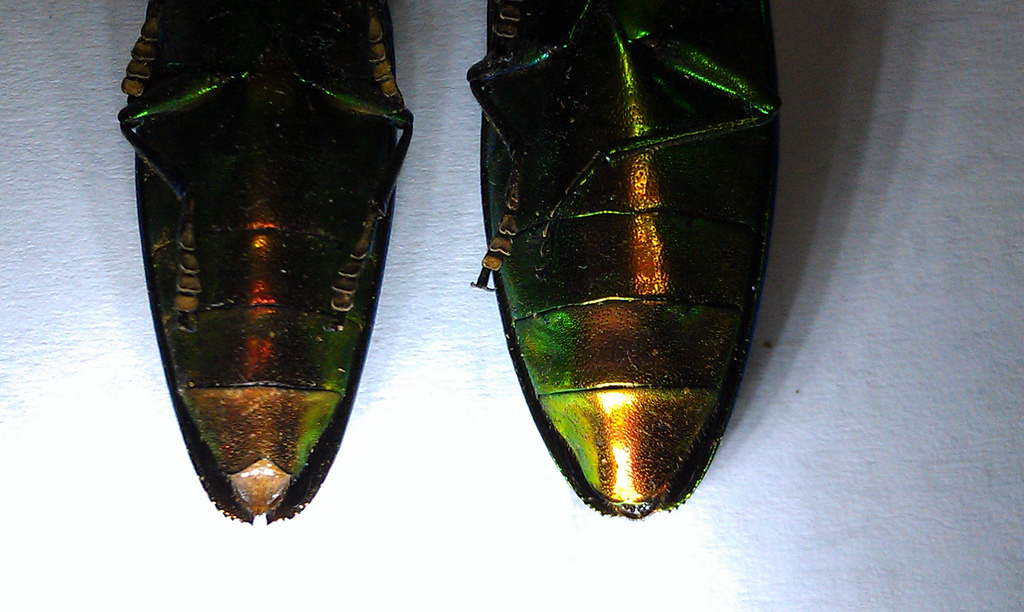 «ö¦¹¦b·sµøµ¡ÂsÄý¹Ï¤ù