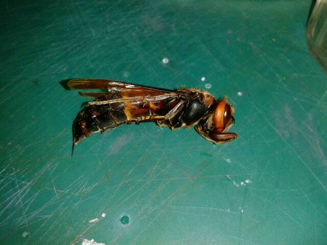 «ö¦¹¦b·sµøµ¡ÂsÄý¹Ï¤ù