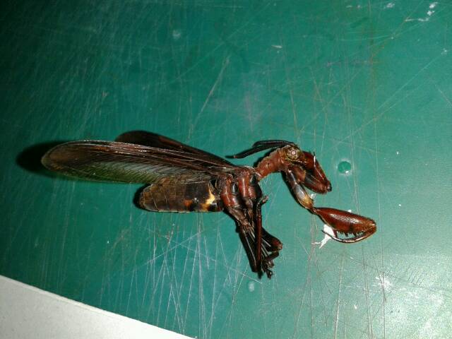 «ö¦¹¦b·sµøµ¡ÂsÄý¹Ï¤ù