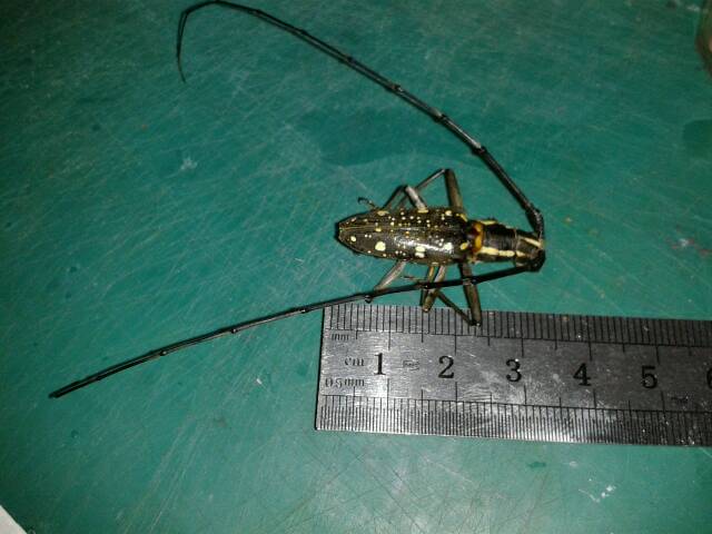 «ö¦¹¦b·sµøµ¡ÂsÄý¹Ï¤ù