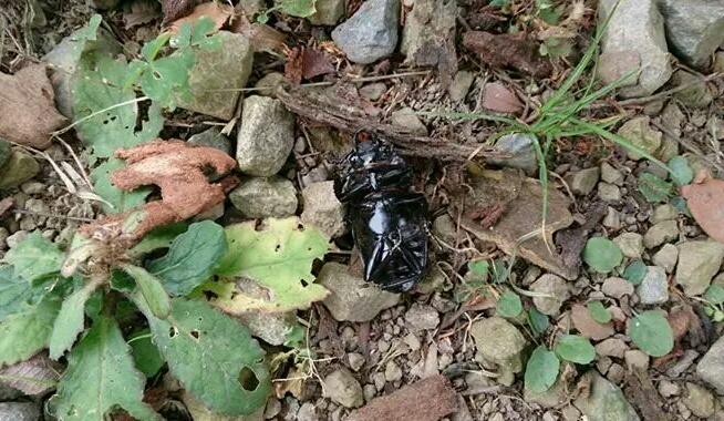 «ö¦¹¦b·sµøµ¡ÂsÄý¹Ï¤ù