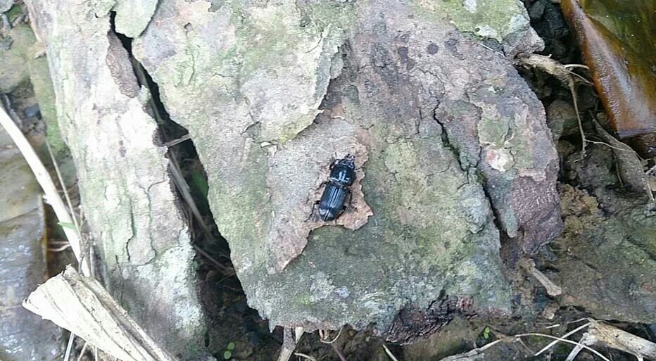 «ö¦¹¦b·sµøµ¡ÂsÄý¹Ï¤ù