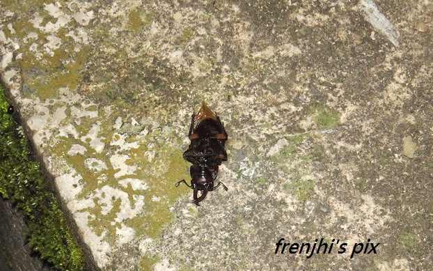 «ö¦¹¦b·sµøµ¡ÂsÄý¹Ï¤ù