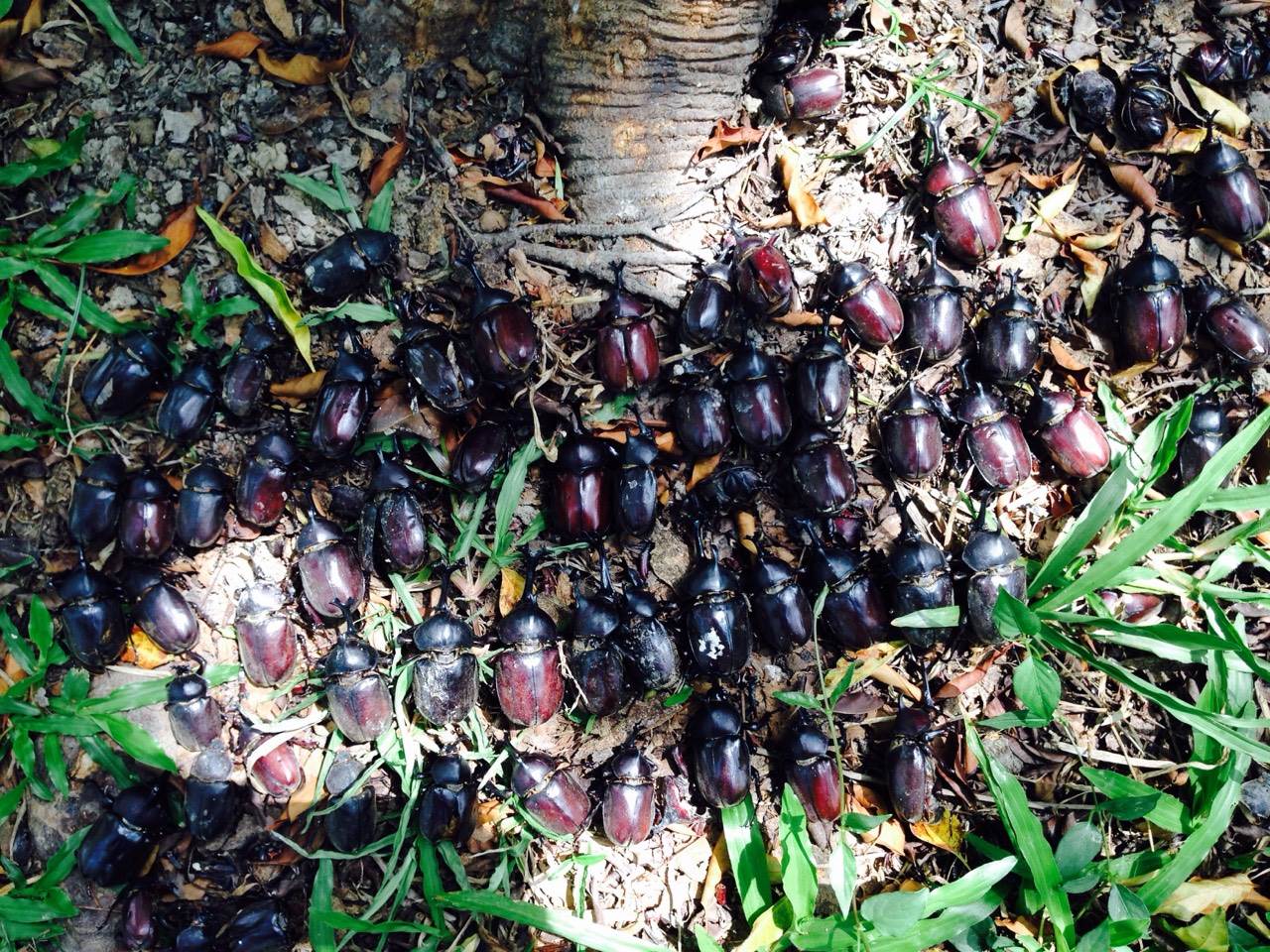 按此在新視窗瀏覽圖片