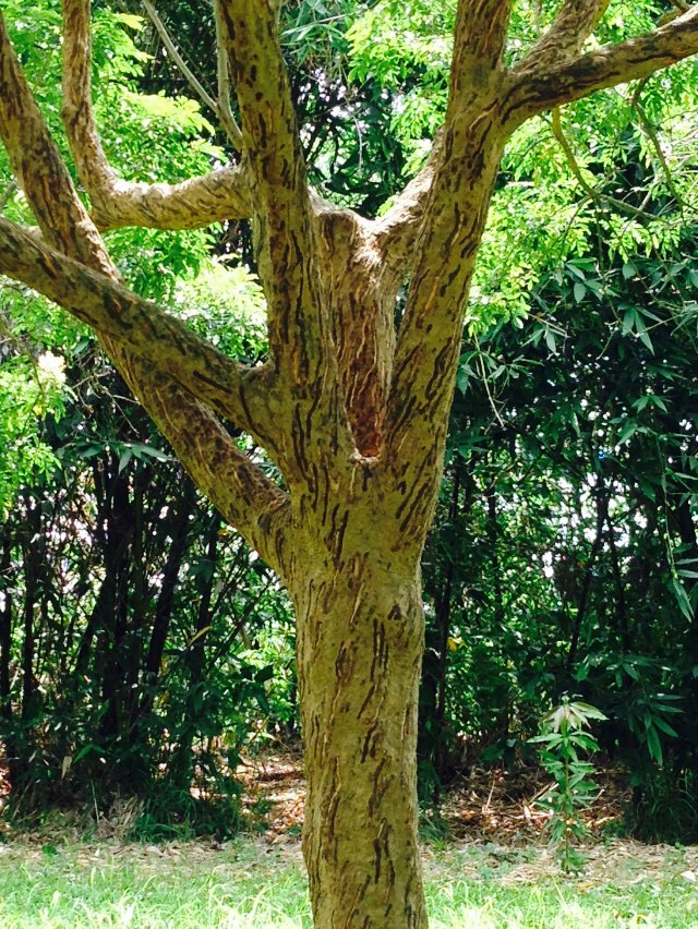 按此在新視窗瀏覽圖片