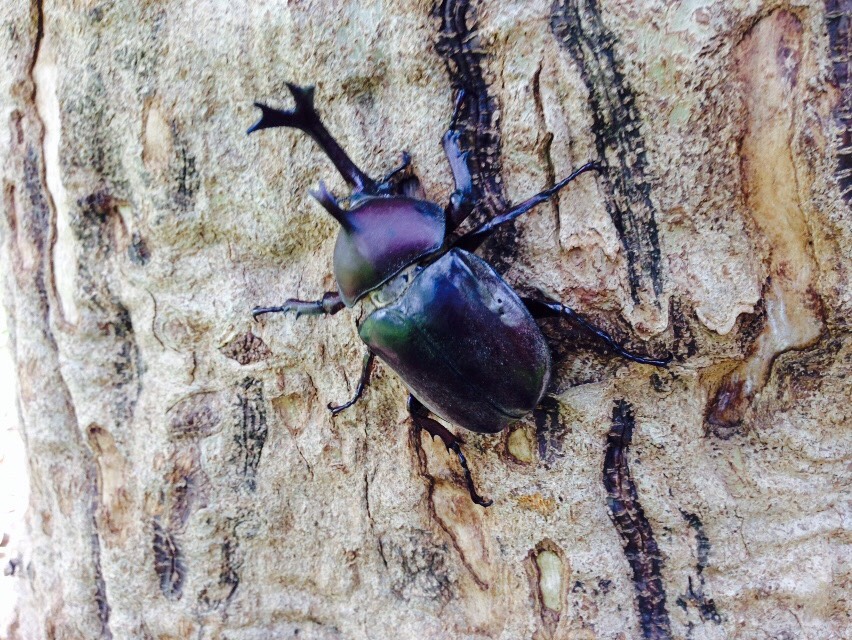 按此在新視窗瀏覽圖片