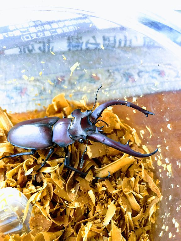 按此在新視窗瀏覽圖片