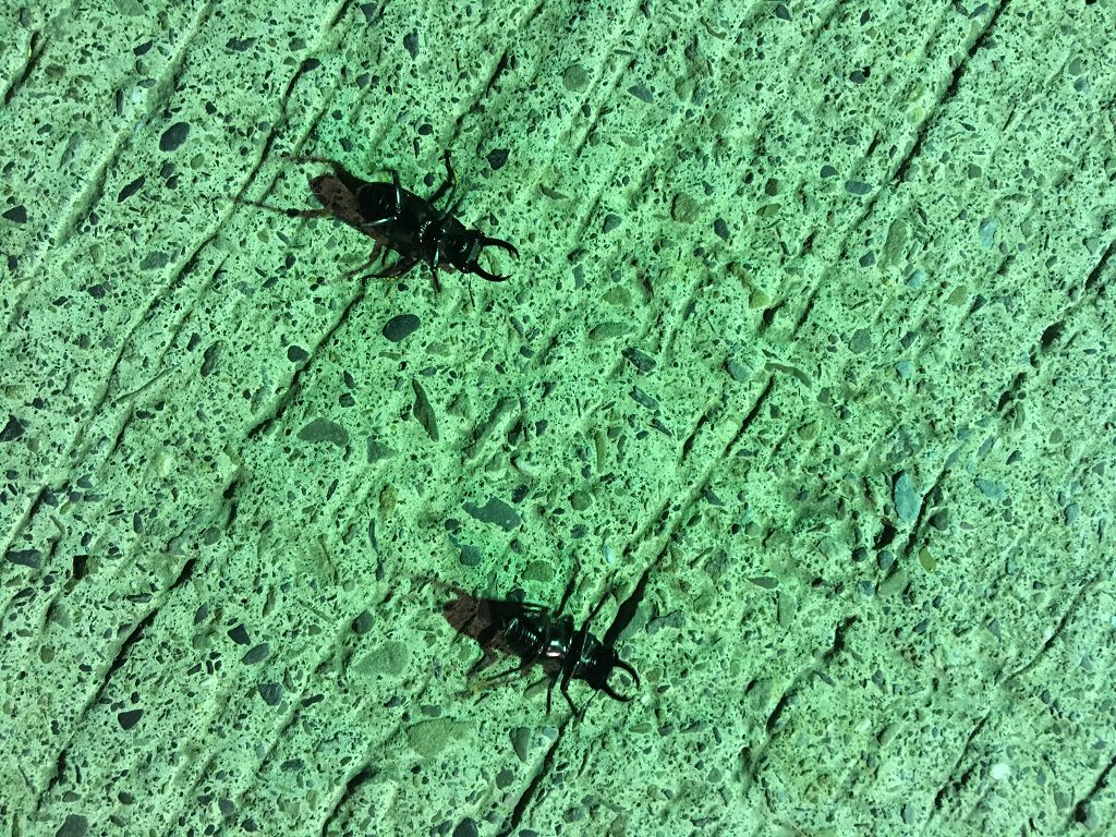 按此在新視窗瀏覽圖片