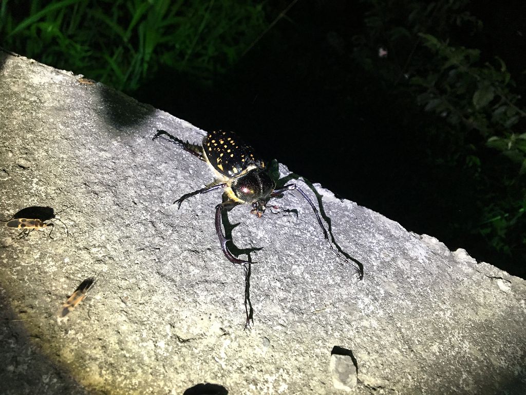 按此在新視窗瀏覽圖片