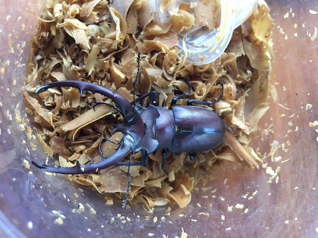 按此在新視窗瀏覽圖片