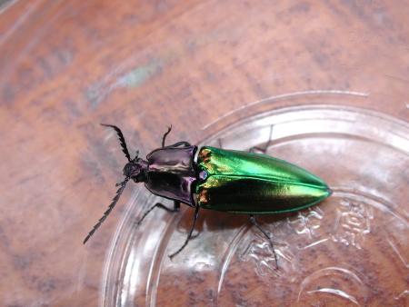 按此在新視窗瀏覽圖片