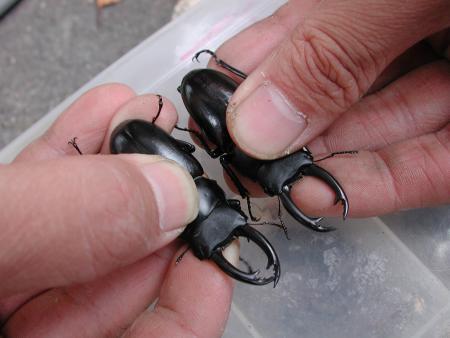 按此在新視窗瀏覽圖片