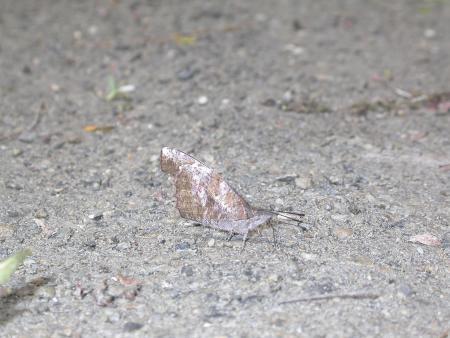 按此在新視窗瀏覽圖片