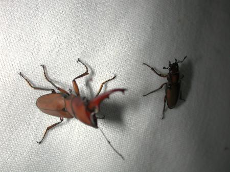 按此在新視窗瀏覽圖片