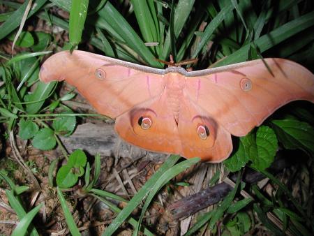 按此在新視窗瀏覽圖片