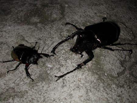 按此在新視窗瀏覽圖片