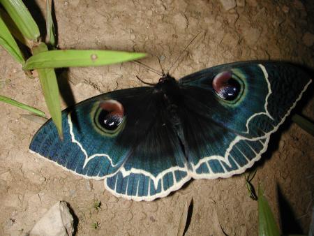 按此在新視窗瀏覽圖片