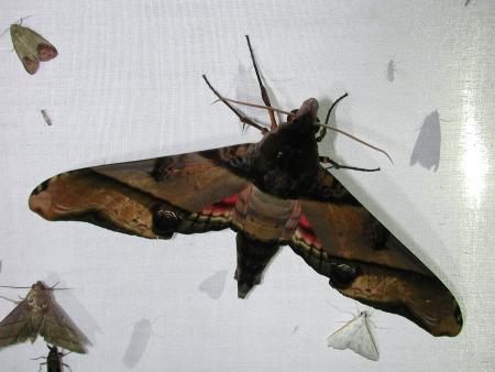 按此在新視窗瀏覽圖片