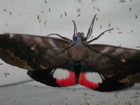 按此在新視窗瀏覽圖片