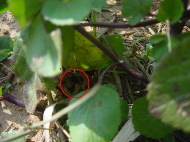 按此在新視窗瀏覽圖片