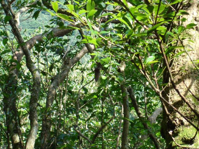 «ö¦¹¦b·sµøµ¡ÂsÄý¹Ï¤ù