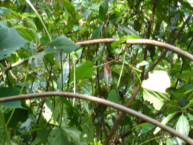 «ö¦¹¦b·sµøµ¡ÂsÄý¹Ï¤ù