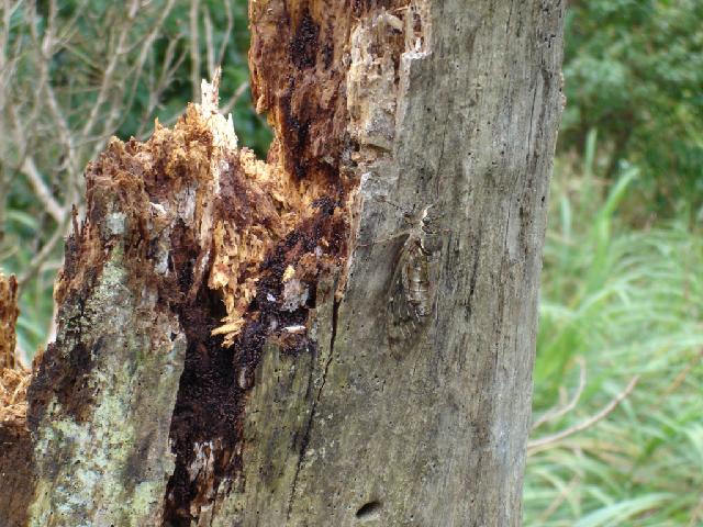 «ö¦¹¦b·sµøµ¡ÂsÄý¹Ï¤ù