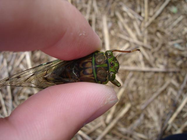 «ö¦¹¦b·sµøµ¡ÂsÄý¹Ï¤ù