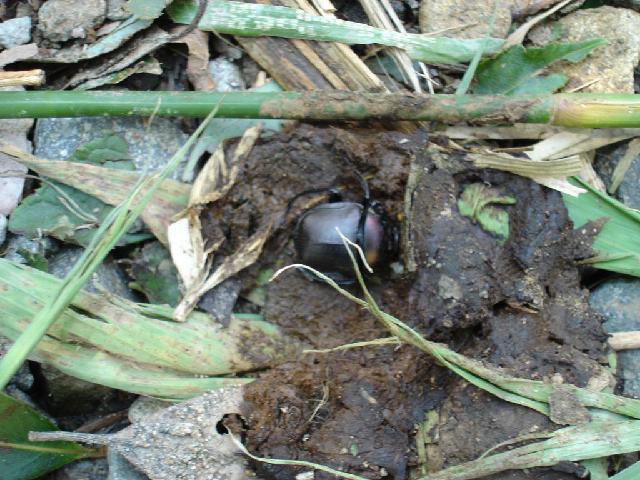 «ö¦¹¦b·sµøµ¡ÂsÄý¹Ï¤ù