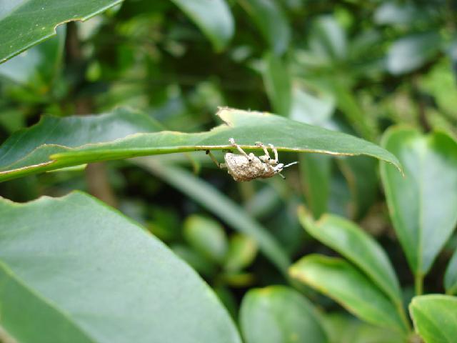 «ö¦¹¦b·sµøµ¡ÂsÄý¹Ï¤ù