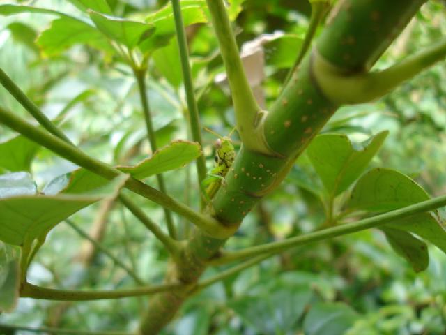 «ö¦¹¦b·sµøµ¡ÂsÄý¹Ï¤ù