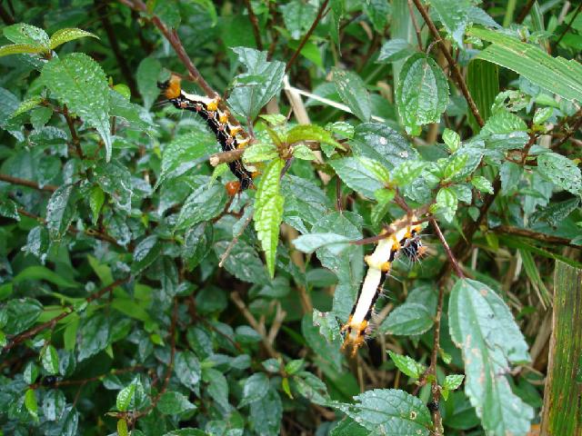 «ö¦¹¦b·sµøµ¡ÂsÄý¹Ï¤ù