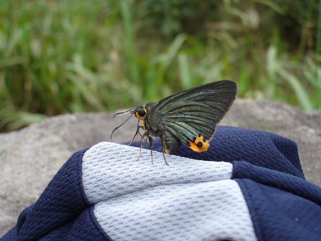 «ö¦¹¦b·sµøµ¡ÂsÄý¹Ï¤ù