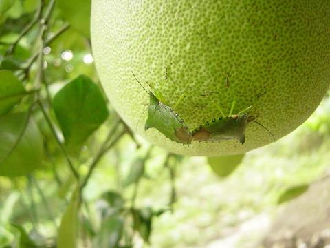 按此在新視窗瀏覽圖片