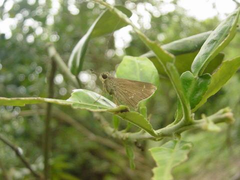按此在新視窗瀏覽圖片