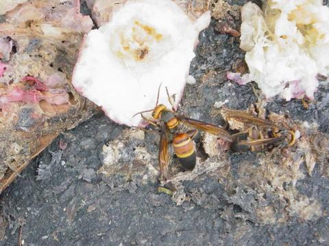 按此在新視窗瀏覽圖片