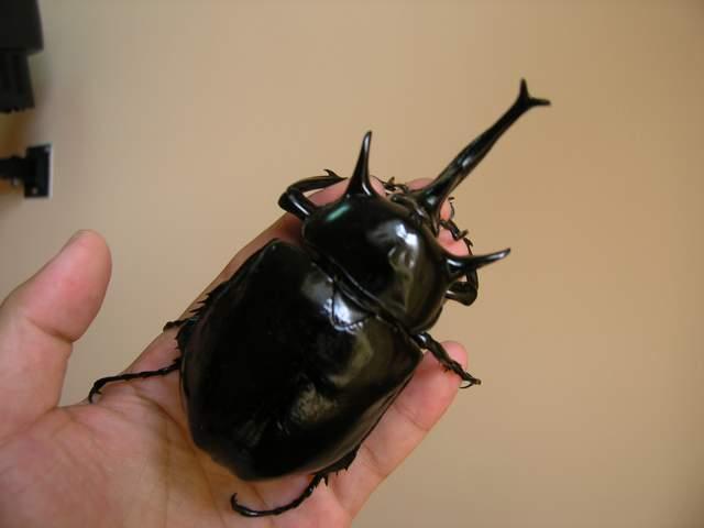 按此在新視窗瀏覽圖片