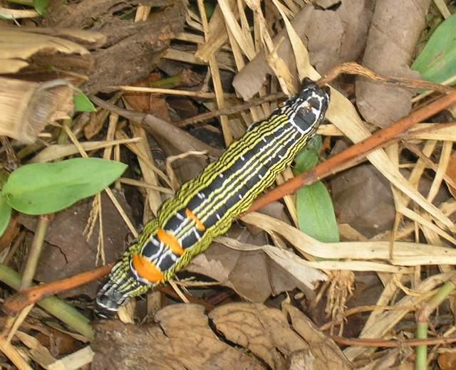 按此在新視窗瀏覽圖片