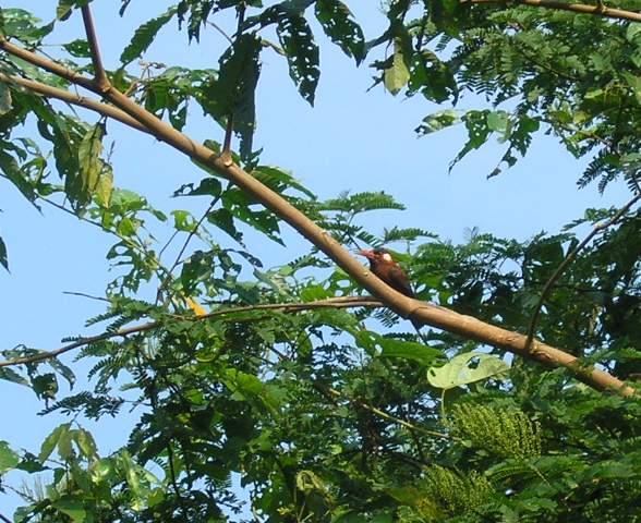 按此在新視窗瀏覽圖片