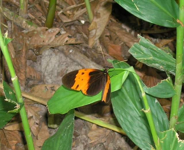 按此在新視窗瀏覽圖片