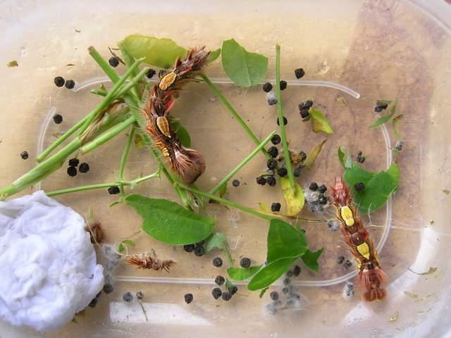 按此在新視窗瀏覽圖片