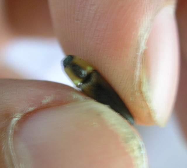 按此在新視窗瀏覽圖片