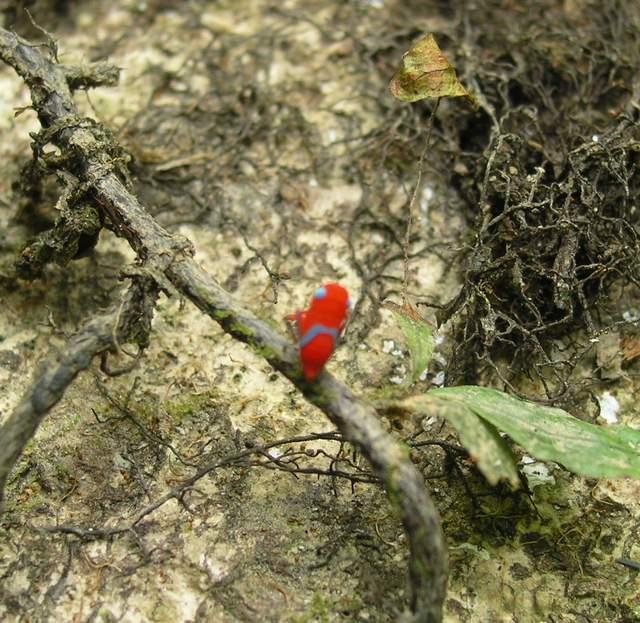 按此在新視窗瀏覽圖片