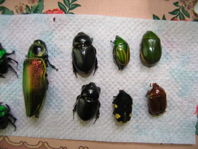 按此在新視窗瀏覽圖片