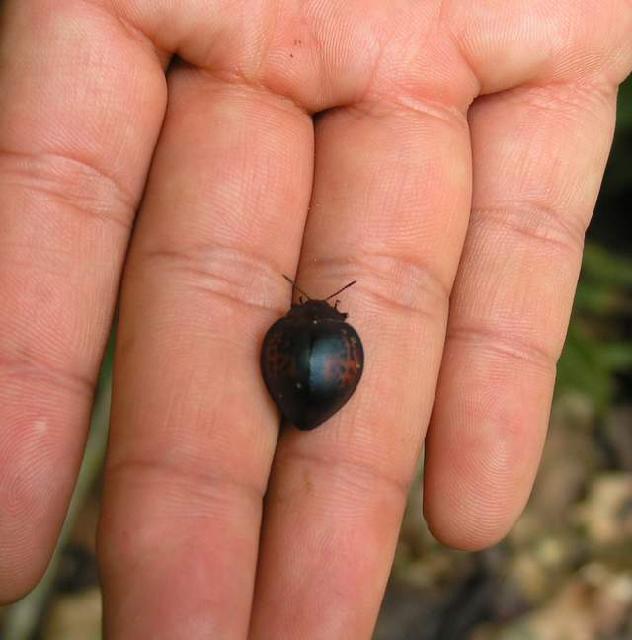 按此在新視窗瀏覽圖片