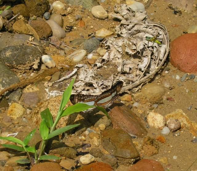 按此在新視窗瀏覽圖片