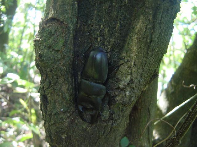 按此在新視窗瀏覽圖片