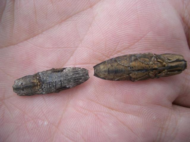 «ö¦¹¦b·sµøµ¡ÂsÄý¹Ï¤ù